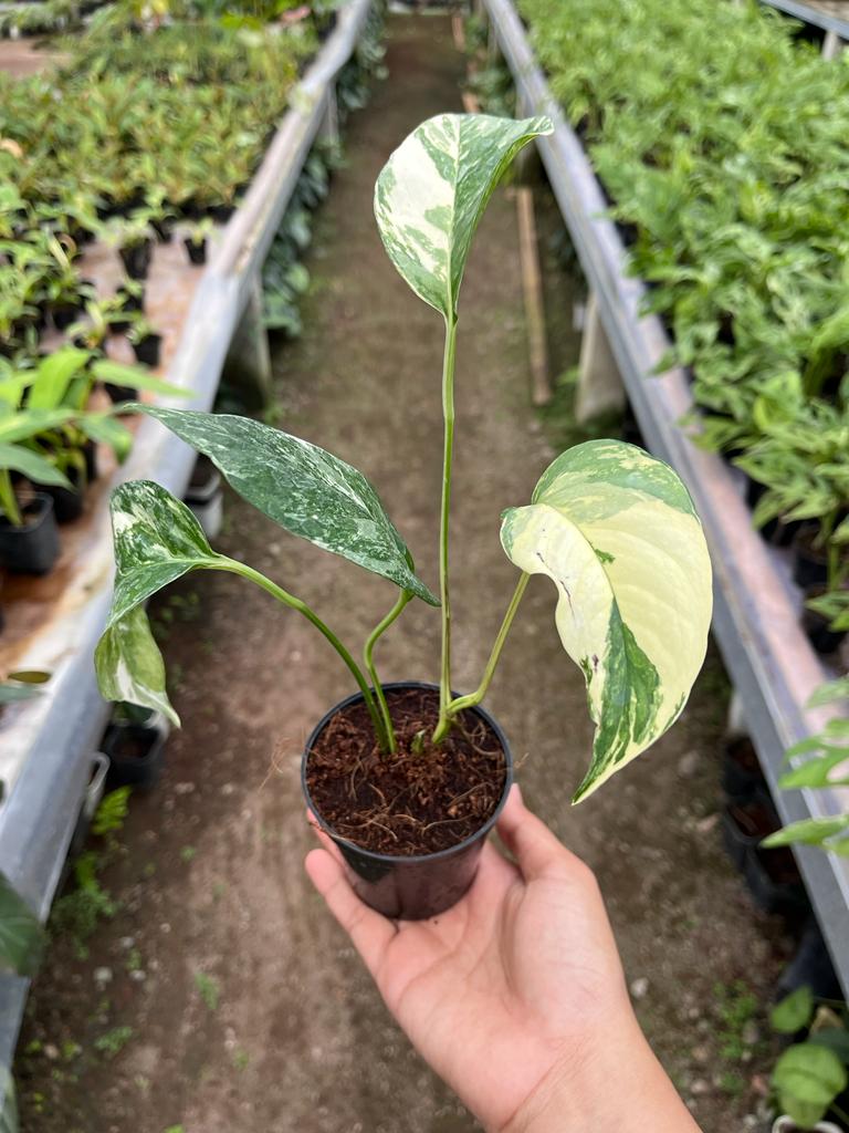 Epipremnum Pinnatum Variegated 2-4 Leaves
