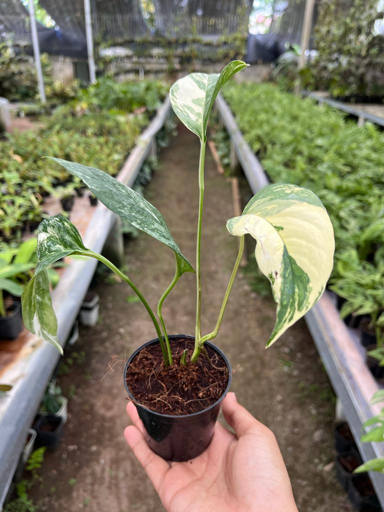 Epipremnum Pinnatum Variegated 2-4 Leaves