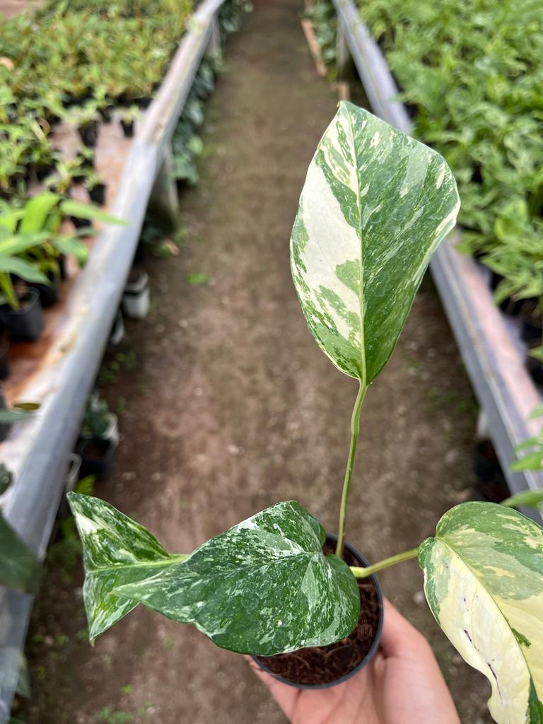 Epipremnum Pinnatum Variegated 2-4 Leaves