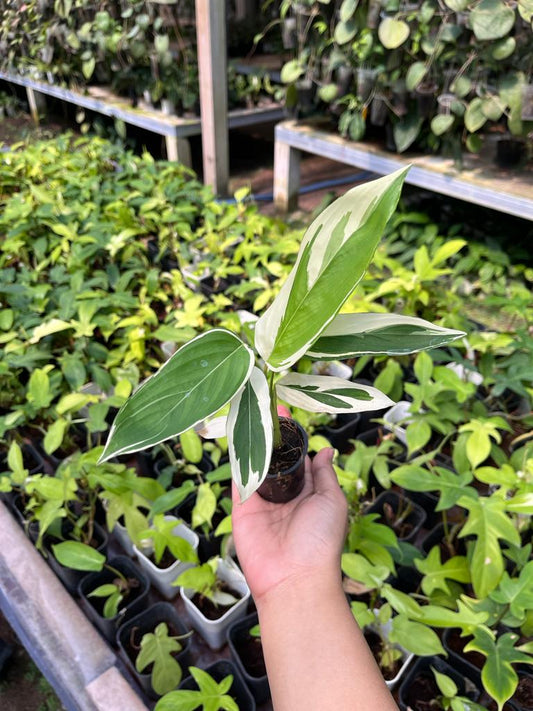 Heliconia Variegated 2-4 Leaves