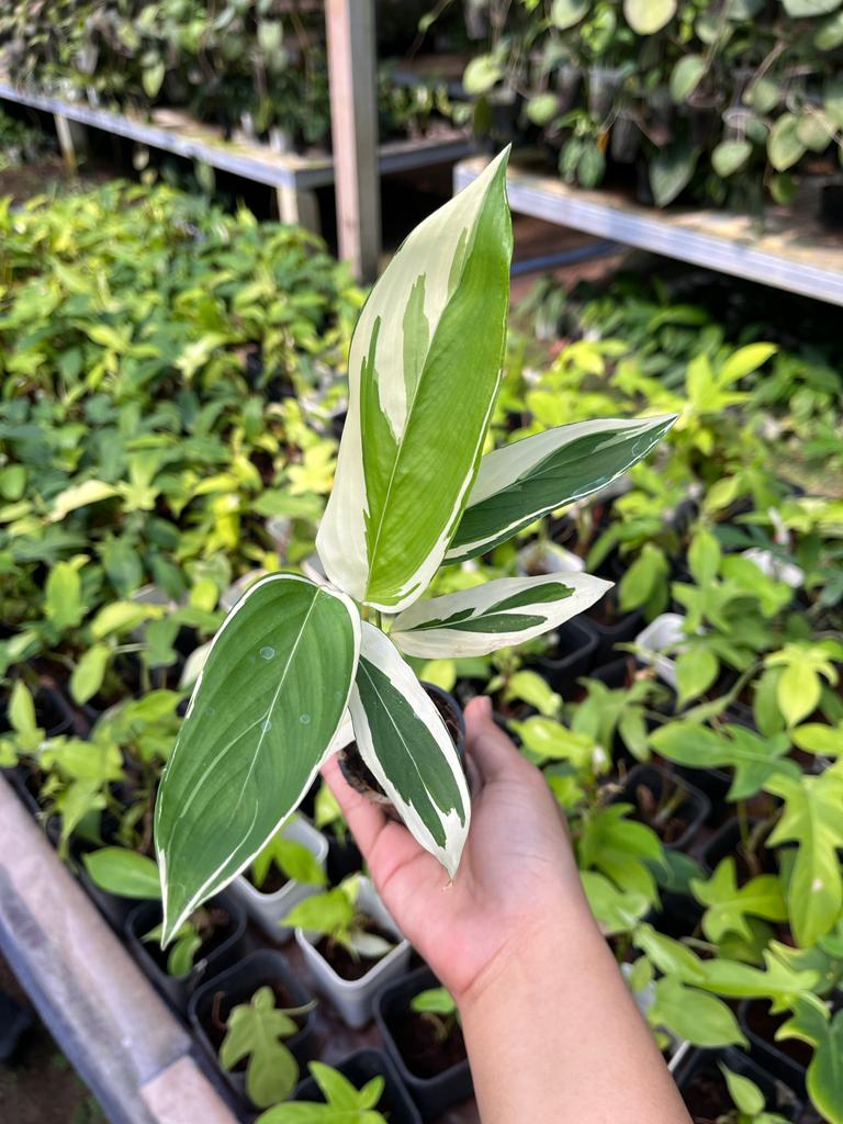 Heliconia Variegated 2-4 Leaves