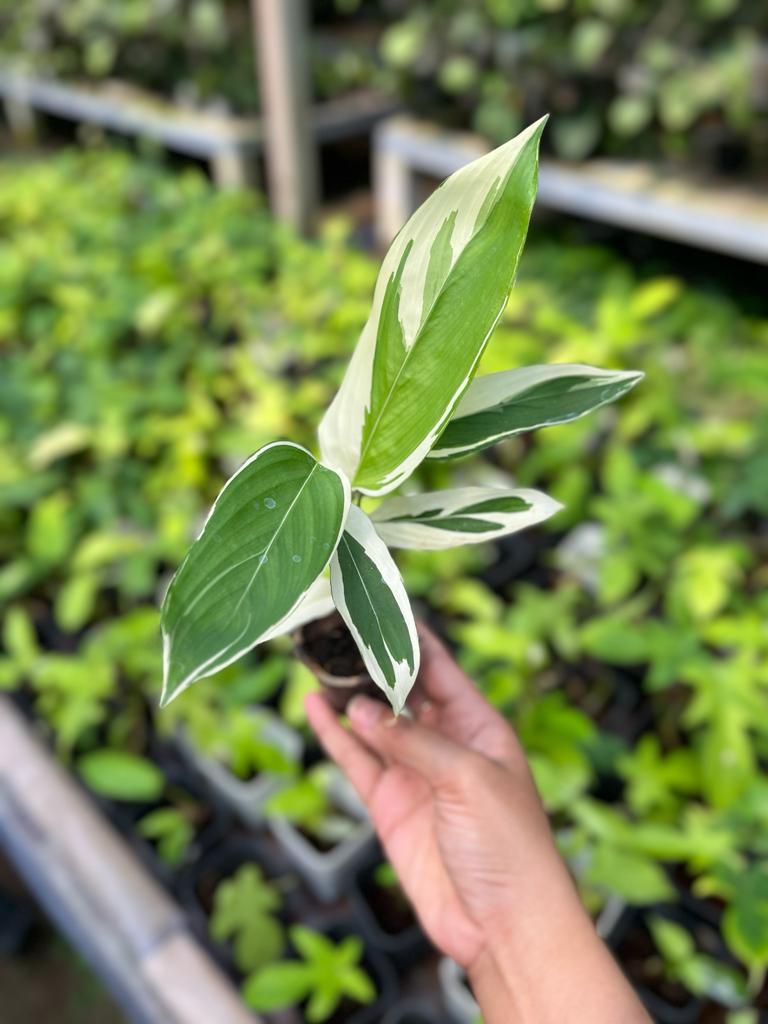 Heliconia Variegated 2-4 Leaves