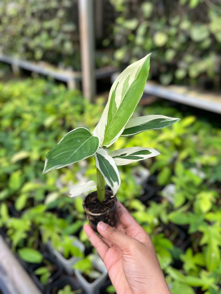 Heliconia Variegated 2-4 Leaves