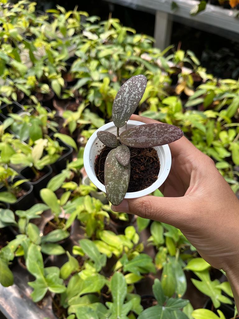 Hoya GPS Whole Plant