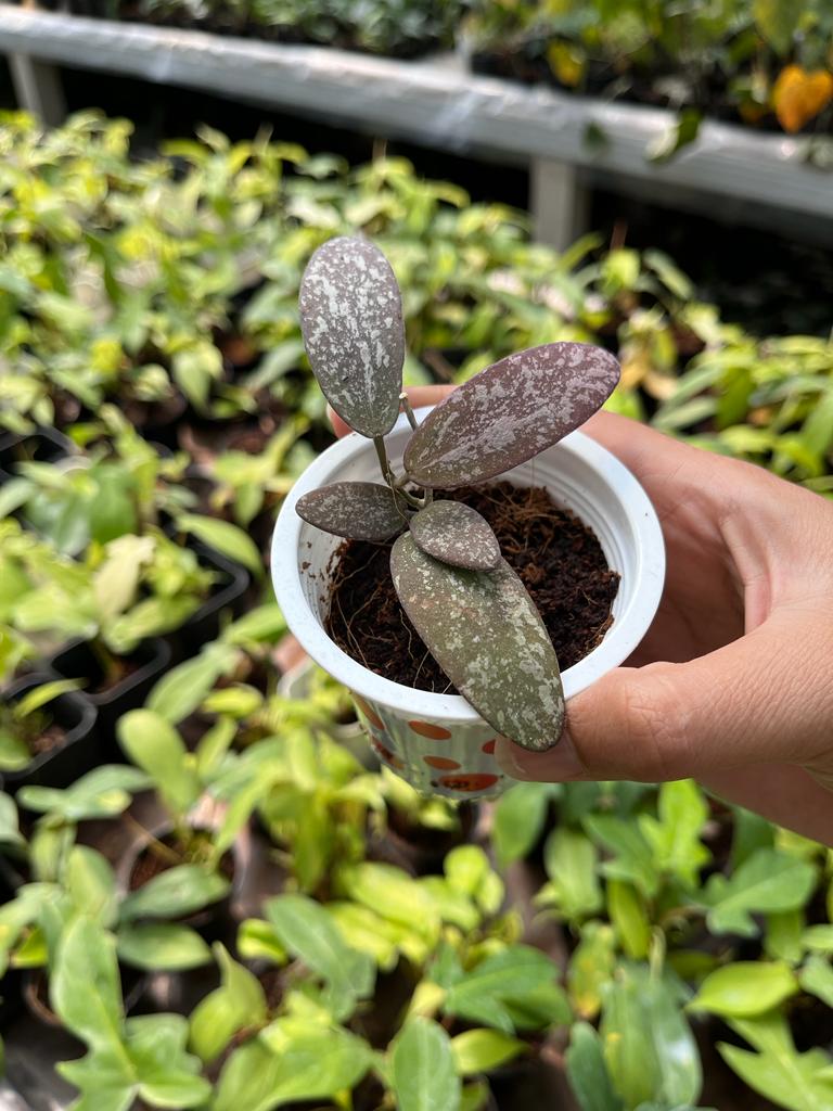 Hoya GPS Whole Plant