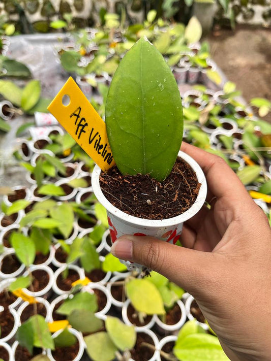 Hoya Aff Vitelina 1-3 Leaves
