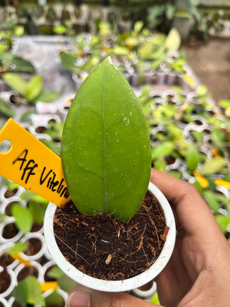 Hoya Aff Vitelina 1-3 Leaves