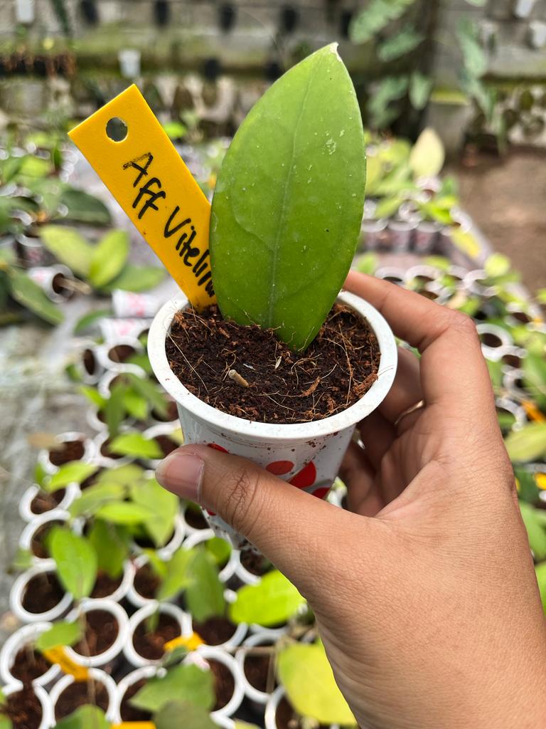 Hoya Aff Vitelina 1-3 Leaves