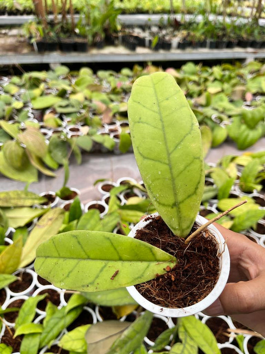 Hoya Callistophylla 1-3 Leaves