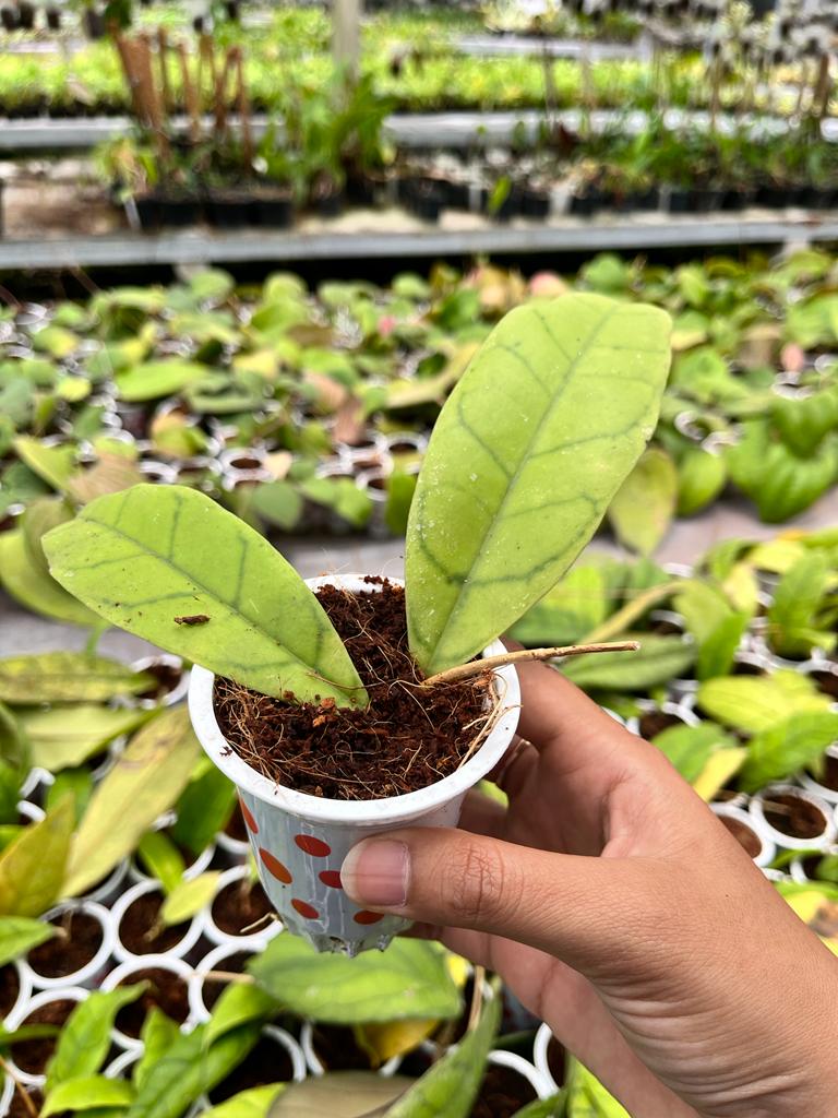 Hoya Callistophylla 1-3 Leaves
