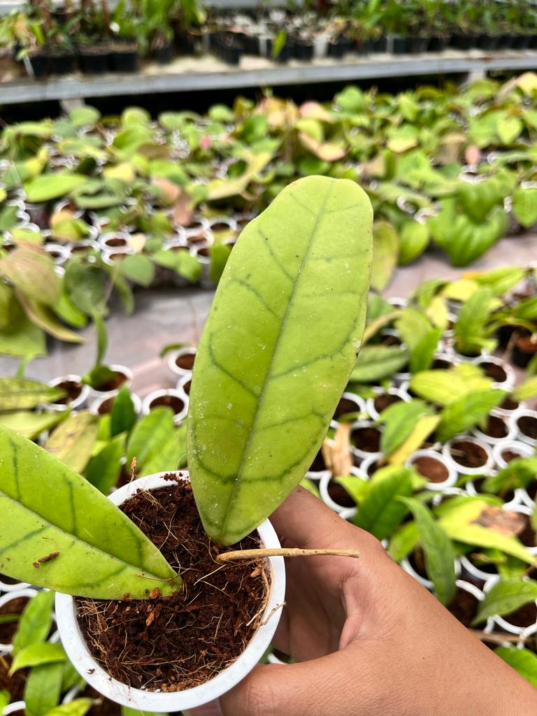 Hoya Callistophylla 1-3 Leaves