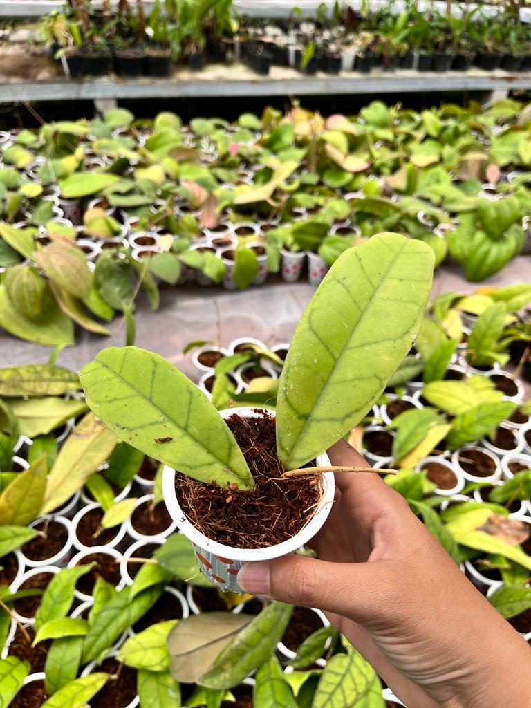 Hoya Callistophylla 1-3 Leaves