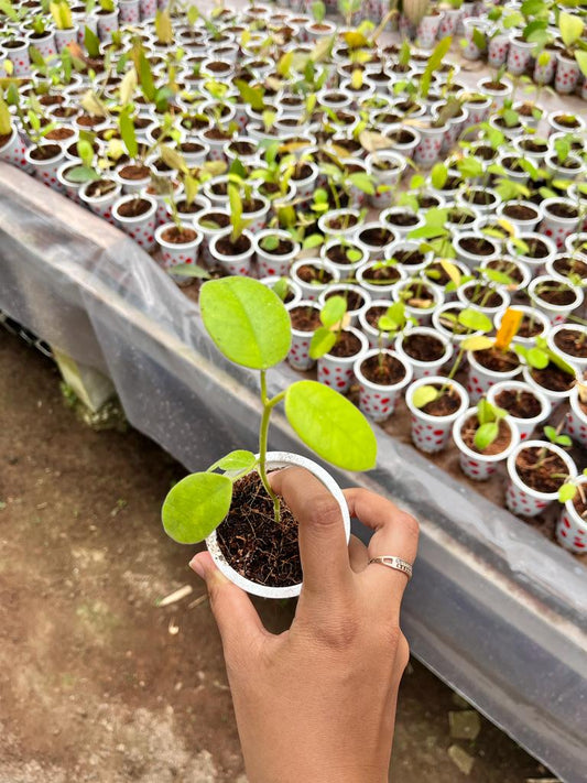Hoya Coronaria 2-4 Leaves