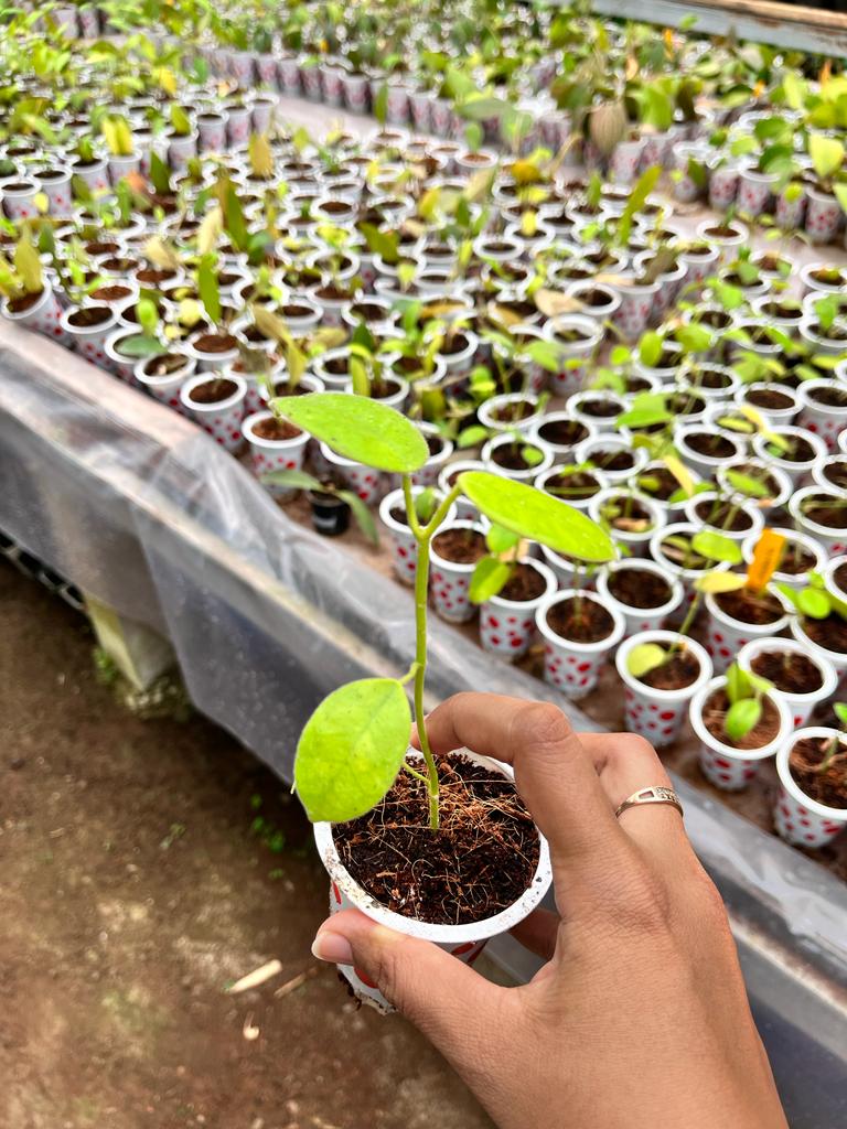 Hoya Coronaria 2-4 Leaves