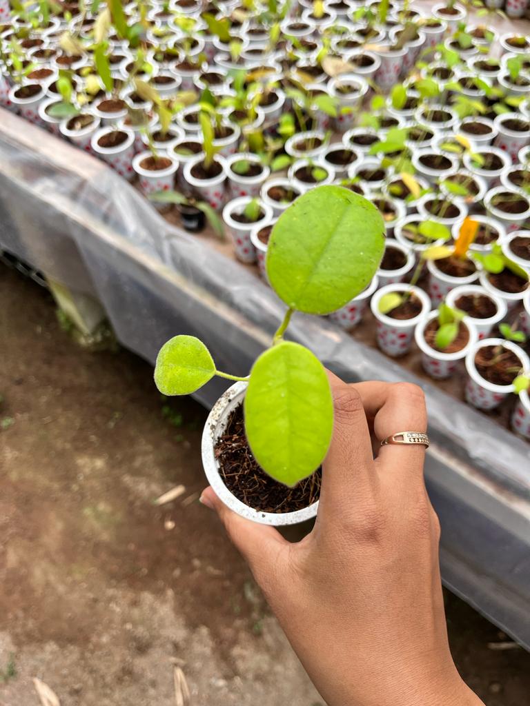 Hoya Coronaria 2-4 Leaves