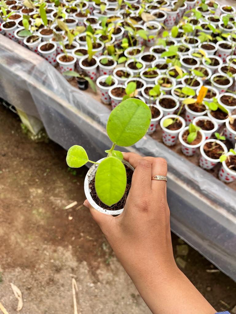 Hoya Coronaria 2-4 Leaves