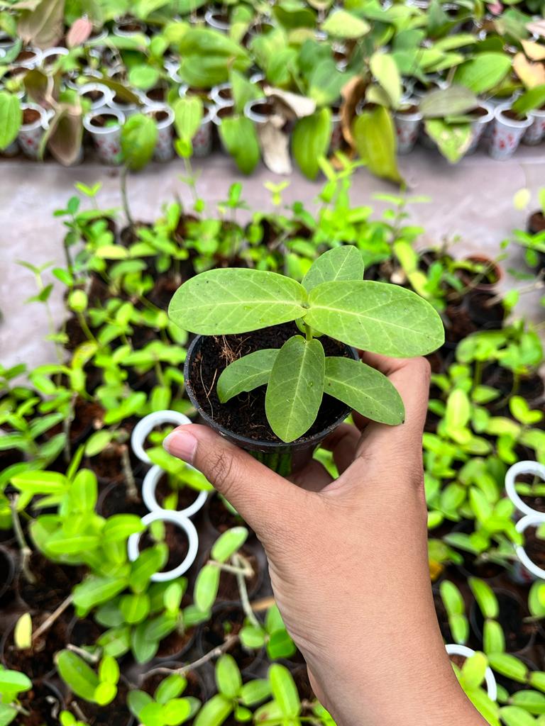 Hoya Cumigiana Whole Plant