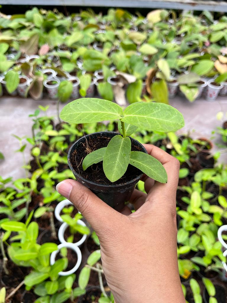 Hoya Cumigiana Whole Plant
