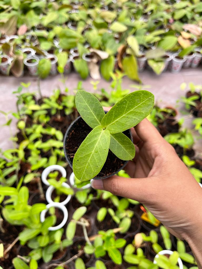 Hoya Cumigiana Whole Plant