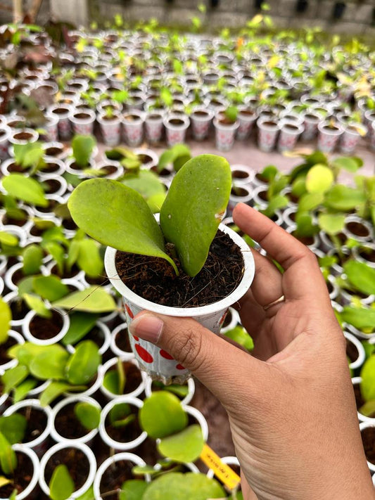 Hoya Excavata 2-4 Leaves