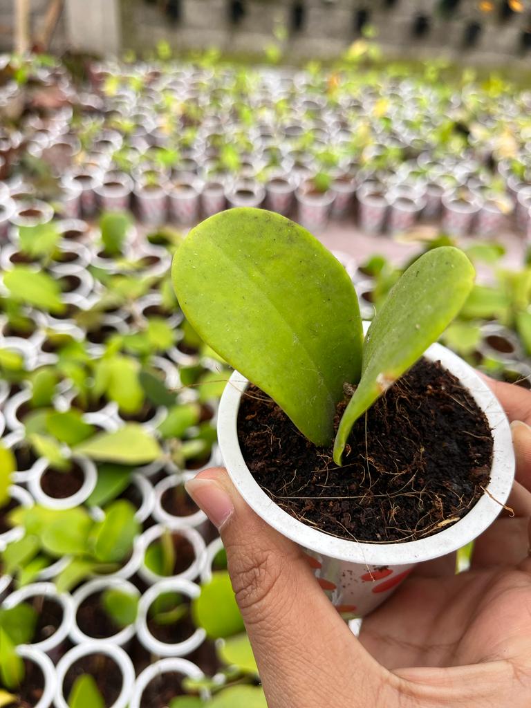 Hoya Excavata 2-4 Leaves