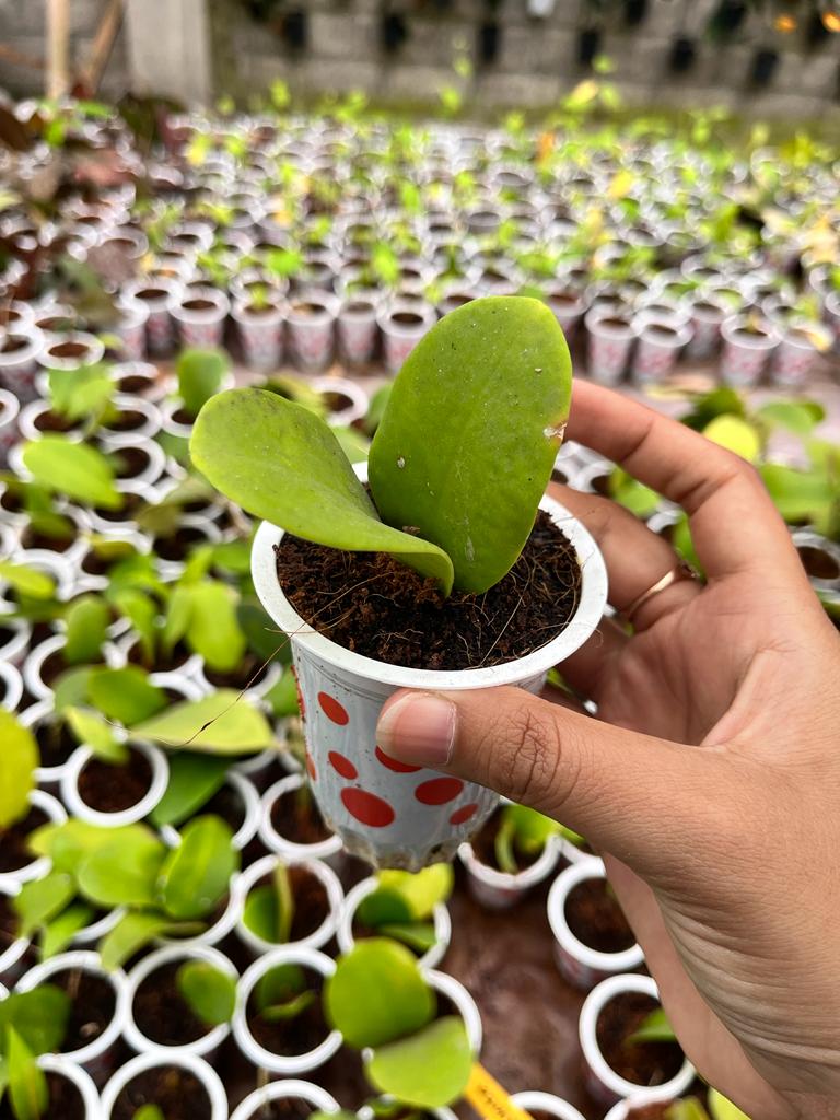 Hoya Excavata 2-4 Leaves