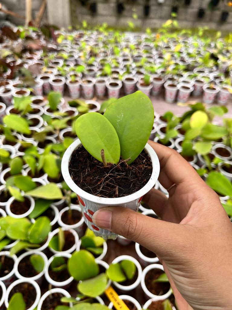 Hoya Excavata 2-4 Leaves