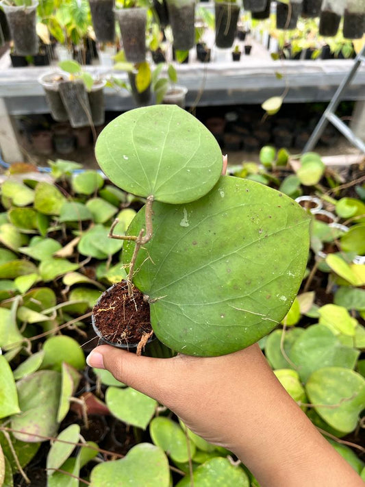 Hoya Glabra 2-4 Leaves