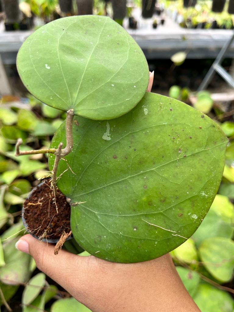 Hoya Glabra 2-4 Leaves
