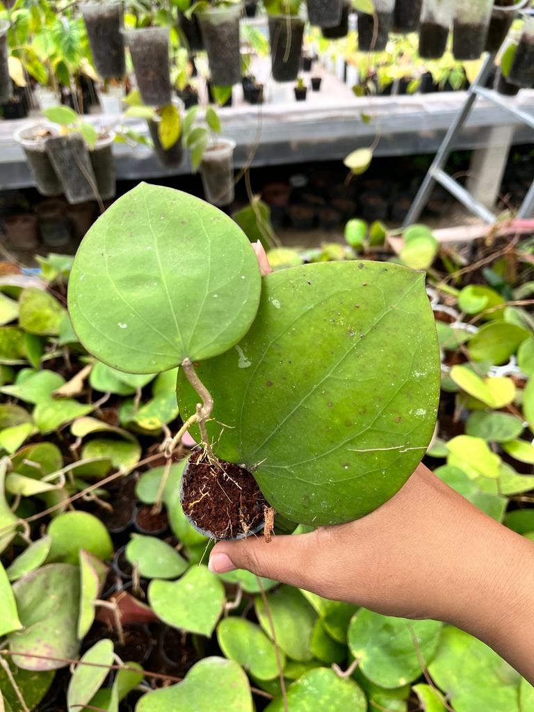 Hoya Glabra 2-4 Leaves
