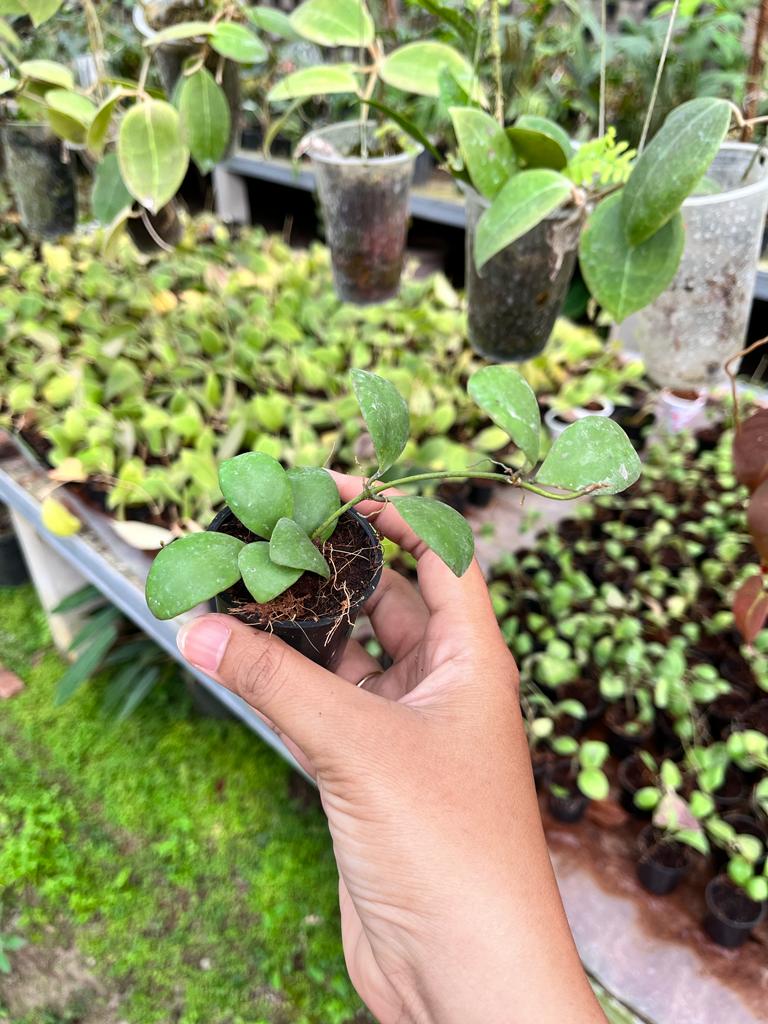 Hoya Incurvula Whole Plant