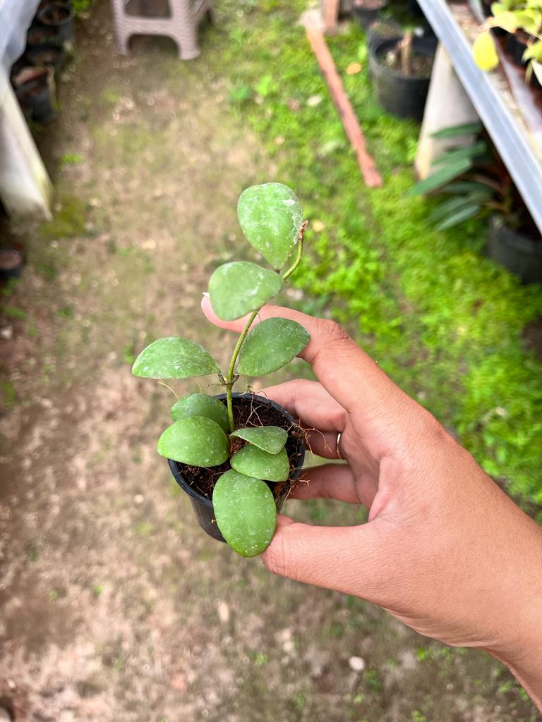 Hoya Incurvula Whole Plant