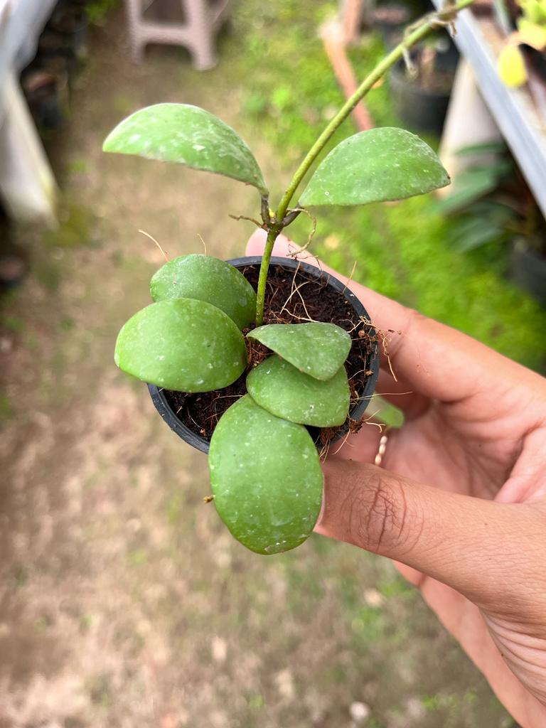 Hoya Incurvula Whole Plant