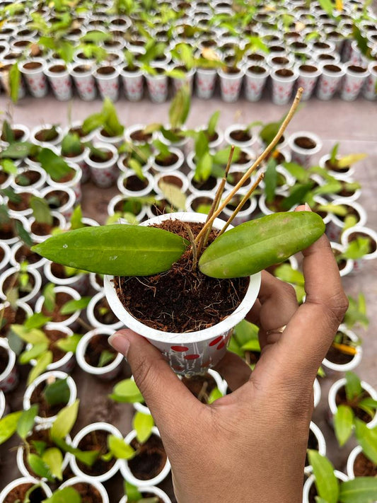 Hoya Ischnopus 2-4 Leaves