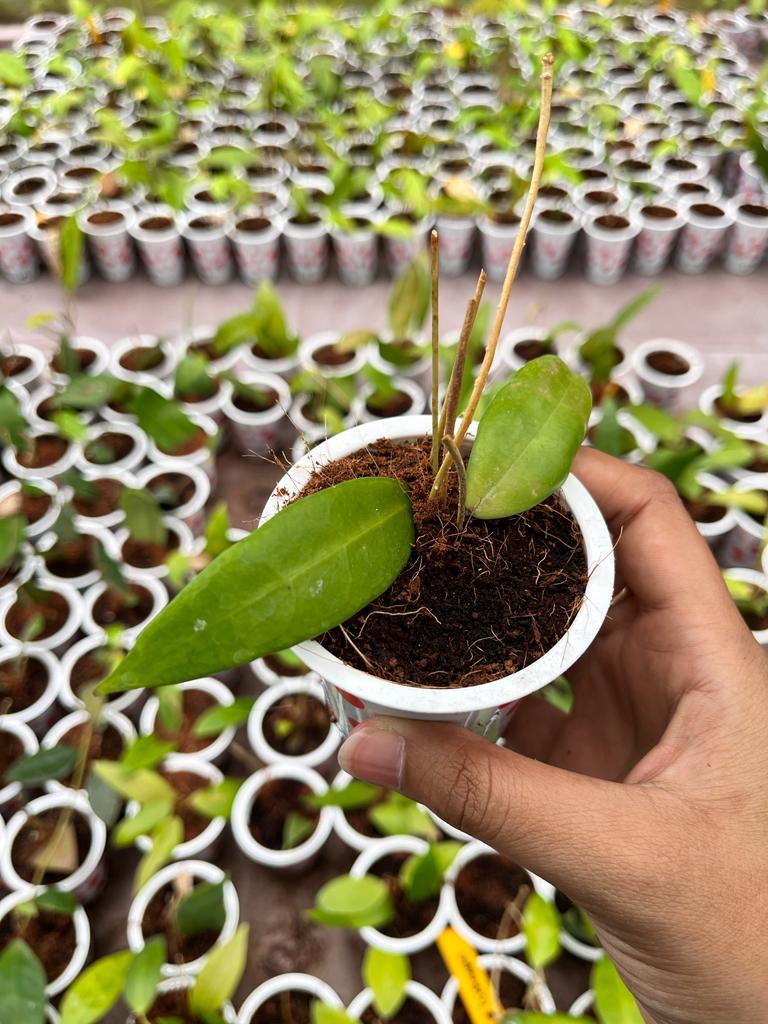 Hoya Ischnopus 2-4 Leaves