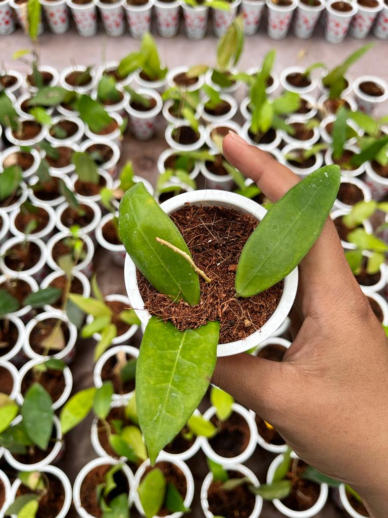 Hoya Ischnopus 2-4 Leaves