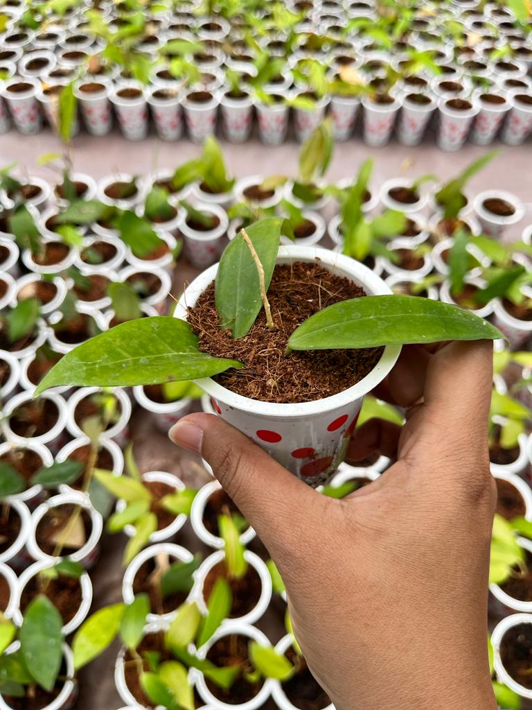 Hoya Ischnopus 2-4 Leaves