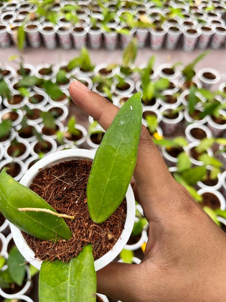 Hoya Ischnopus 2-4 Leaves