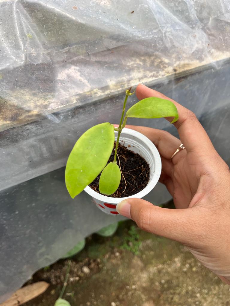 Hoya Kuhlii 2-4 Leaves