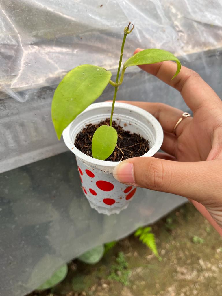 Hoya Kuhlii 2-4 Leaves