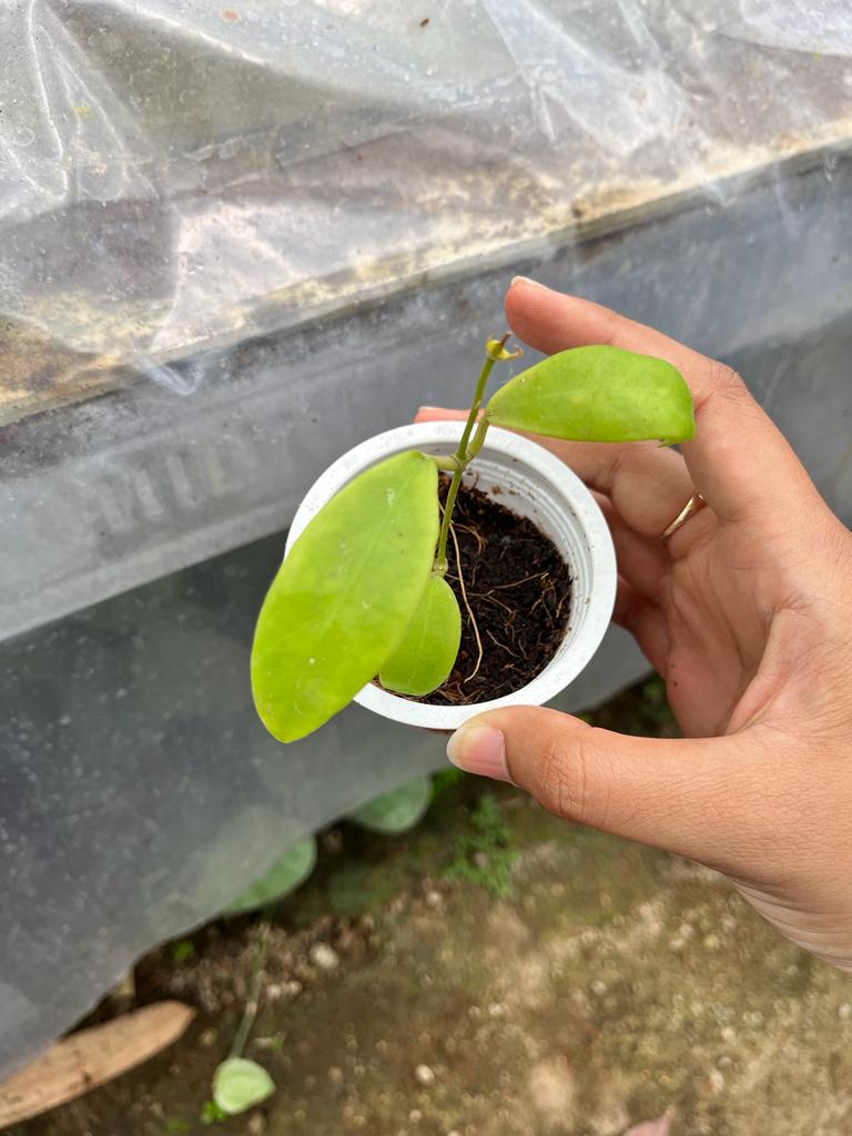 Hoya Kuhlii 2-4 Leaves