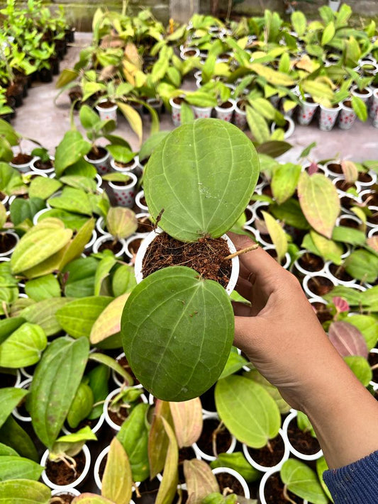Hoya Macrophylla 2-3 Leaves