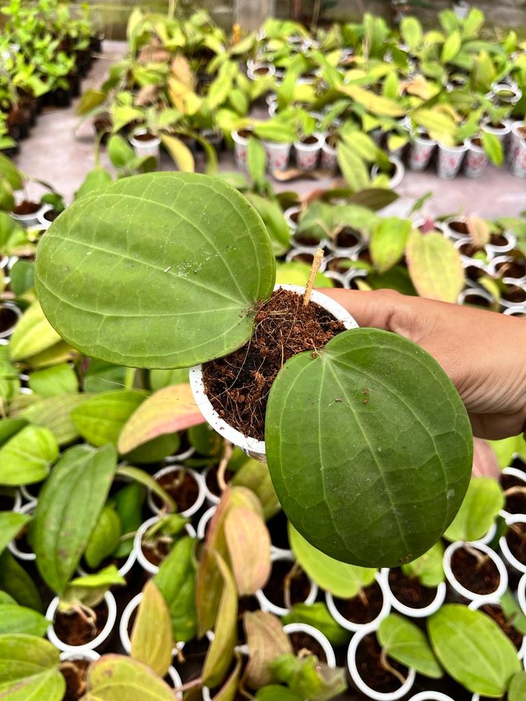 Hoya Macrophylla 2-3 Leaves