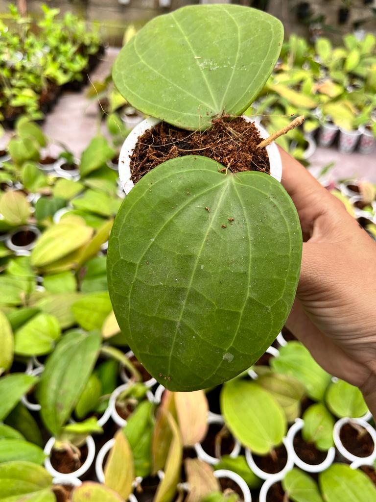 Hoya Macrophylla 2-3 Leaves