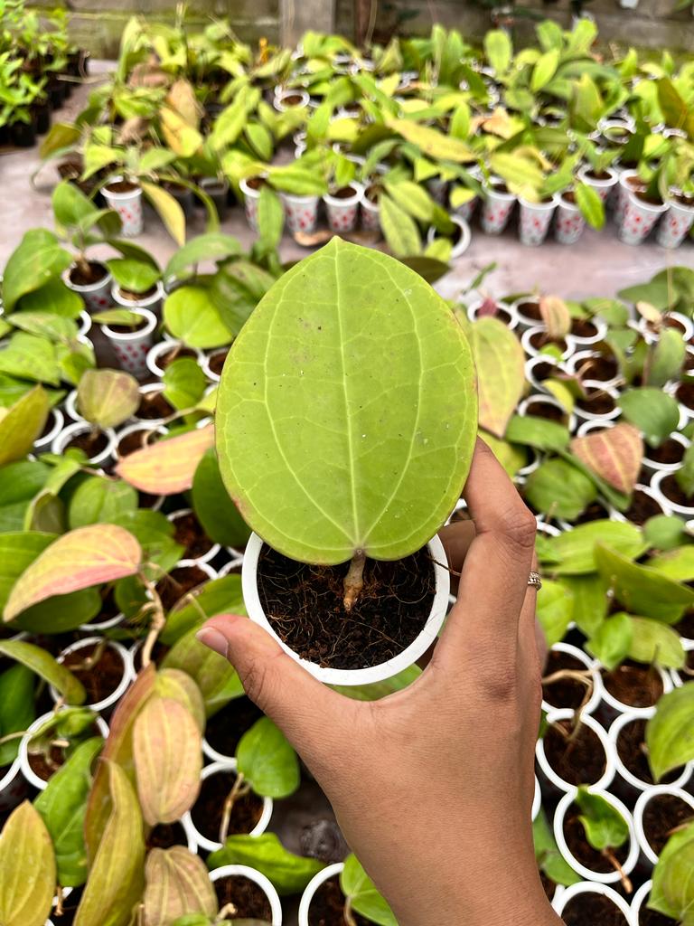 Hoya Macrophylla 2-3 Leaves