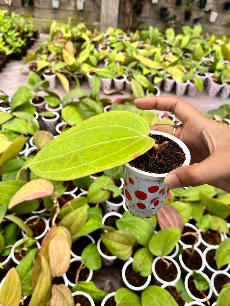 Hoya Macrophylla 2-3 Leaves