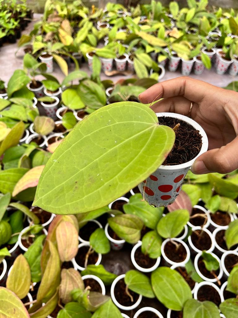 Hoya Macrophylla 2-3 Leaves