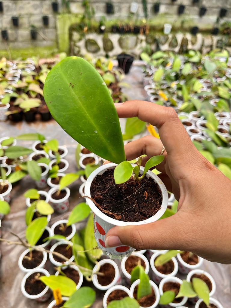 Hoya Obovata 2-4 Leaves