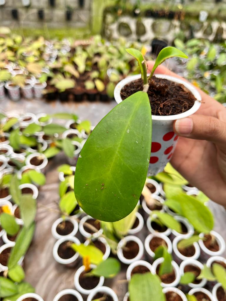 Hoya Obovata 2-4 Leaves