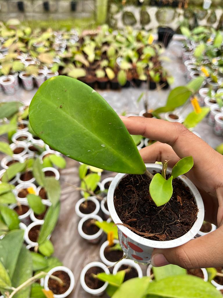 Hoya Obovata 2-4 Leaves